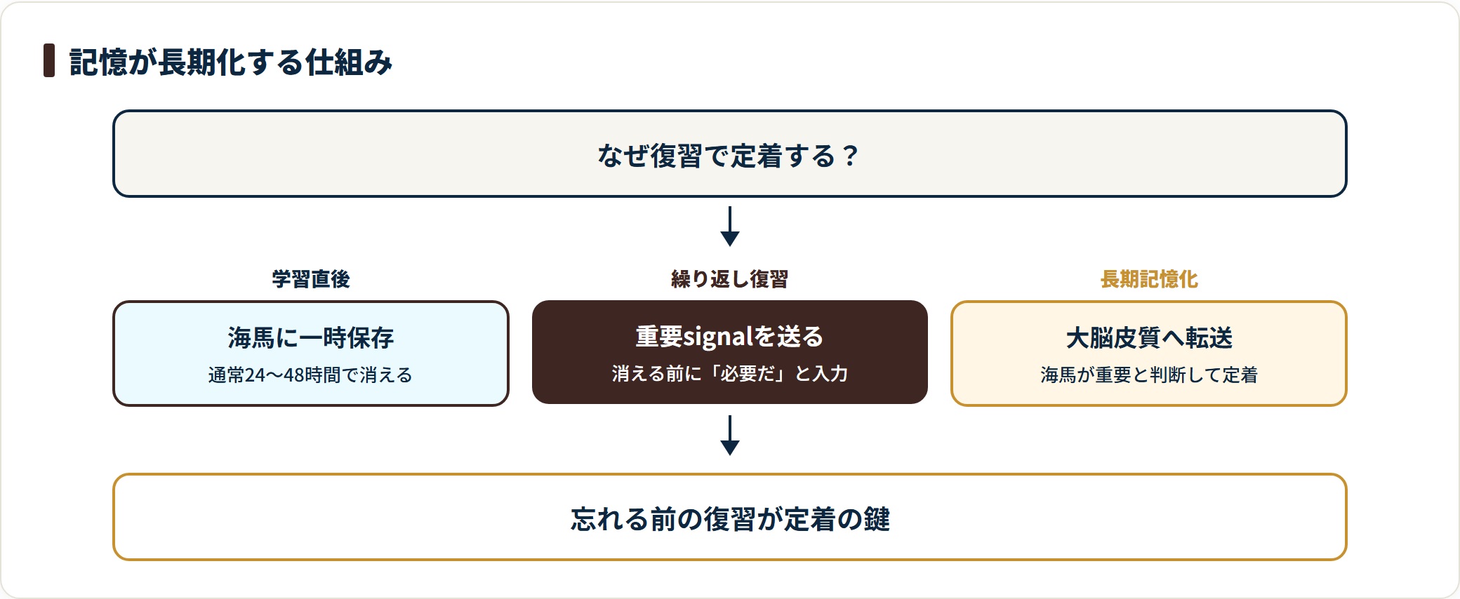 学習情報は海馬に24〜48時間保存され、繰り返し復習で重要と判断されると大脳皮質へ転送され長期記憶化する。